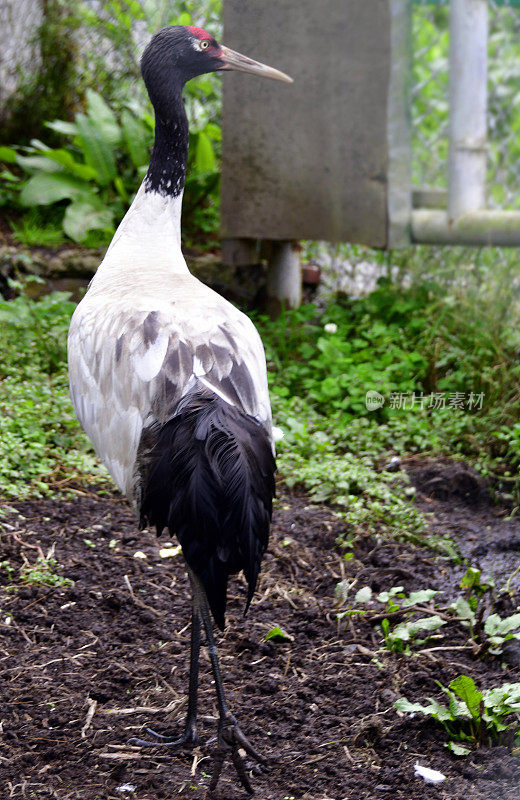 黑颈鹤(Grus nigricollis)，不丹的福比吉卡山谷